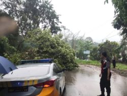 Hujan Deras Landa Batam, Polsek Sekupang dan Warga Evakuasi Pohon Tumbang Depan Perumahaan Akasia
