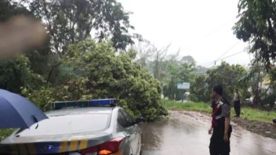 Hujan Deras Landa Batam, Polsek Sekupang dan Warga Evakuasi Pohon Tumbang Depan Perumahaan Akasia