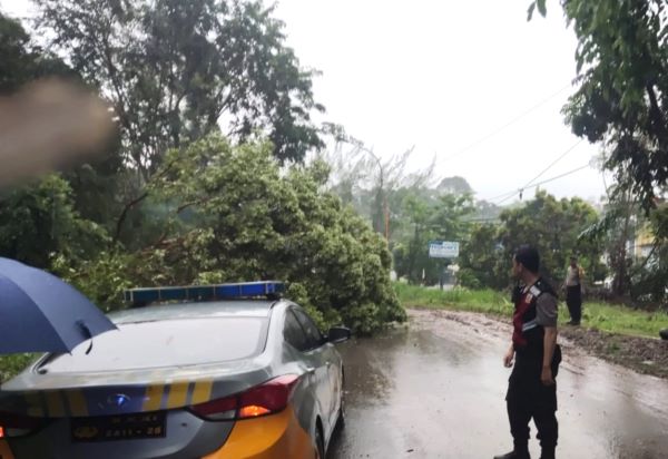 Hujan Deras Landa Batam, Polsek Sekupang dan Warga Evakuasi Pohon Tumbang Depan Perumahaan Akasia