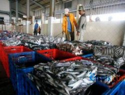 Program Makan Bergizi Gratis Presiden Prabowo: Batam Siapkan Stok Ikan hingga Februari 2025