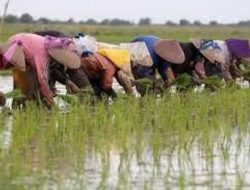 Pemerintah Hapus Utang UMKM yang Tak Mampu Bayar, Prioritaskan Sektor Pertanian dan Perikanan