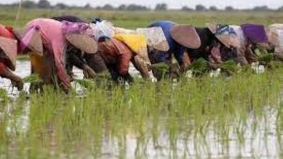 Pemerintah Hapus Utang UMKM yang Tak Mampu Bayar, Prioritaskan Sektor Pertanian dan Perikanan