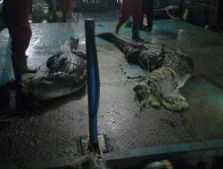 27 Buaya Sudah Ditangkap di Batam, Ancaman Masih Mengintai Perairan Pulau Bulan