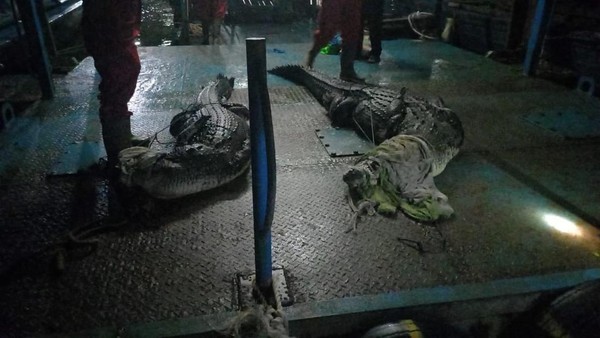 27 Buaya Sudah Ditangkap di Batam, Ancaman Masih Mengintai Perairan Pulau Bulan