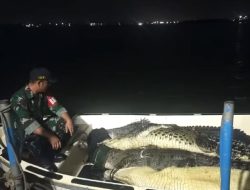 35 Buaya Lepas di Batam Berhasil Ditangkap, Otoritas Singapura Imbau Warga Tetap Waspada