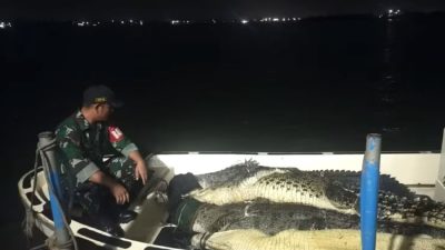 35 Buaya Lepas di Batam Berhasil Ditangkap, Otoritas Singapura Imbau Warga Tetap Waspada