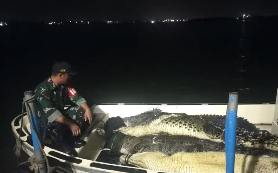 35 Buaya Lepas di Batam Berhasil Ditangkap, Otoritas Singapura Imbau Warga Tetap Waspada