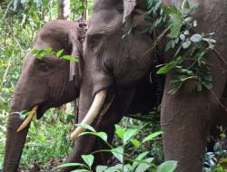 BBKSDA Riau Berhasil Relokasi Gajah Sumatera yang Resahkan Warga di Kampar