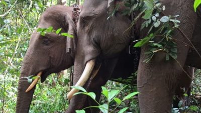 BBKSDA Riau Berhasil Relokasi Gajah Sumatera yang Resahkan Warga di Kampar