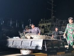 Buaya Lepas di Pulau Bulan: Tim Terpadu dan Nelayan Amankan 32 Ekor, Proses Penangkapan Berlanjut