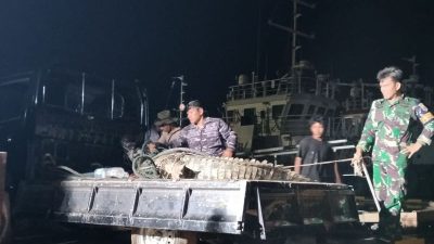 Buaya Lepas di Pulau Bulan: Tim Terpadu Amankan 32 Ekor, Proses Penangkapan Berlanjut