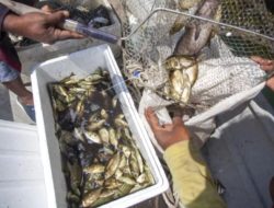 Imlek Tanpa Ikan Dingkis: Teror Buaya Pengaruhi Tangkapan Nelayan Batam