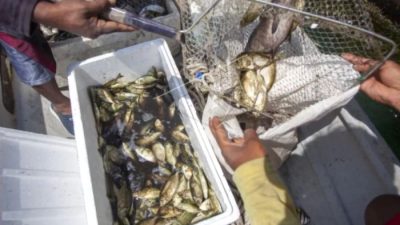 Imlek Tanpa Ikan Dingkis: Teror Buaya Pengaruhi Tangkapan Nelayan Batam