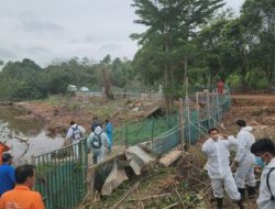 Lantamal IV Pimpin Pencarian Buaya Lepas di Pulau Bulan, 4 Ekor Masih Diburu