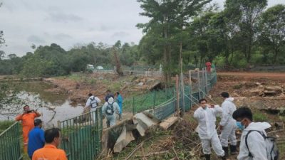 Lantamal IV Pimpin Pencarian Buaya Lepas di Pulau Bulan, 4 Ekor Masih Diburu