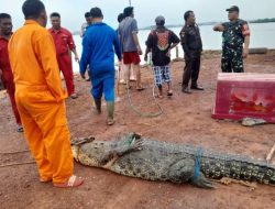 Operasi Penangkapan Buaya Lepas di Pulau Bulan: 35 Ekor Berhasil Diamankan, Pencarian Tetap Berlanjut
