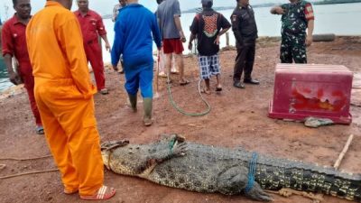 Seluruh Buaya yang Lepas di Pulau Bulan Berhasil Dievakuasi