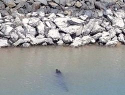 Viral Penampakan Buaya di Pantai Bahagia Nongsa, Dinas Pariwisata Batam Keluarkan Himbauan