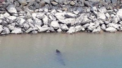 Viral Penampakan Buaya di Pantai Bahagia Nongsa, Dinas Pariwisata Batam Keluarkan Himbauan