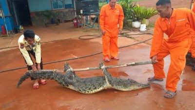 20 Buaya Berhasil Ditangkap Pasca Jebolnya Penangkaran di Pulau Bulan Batam