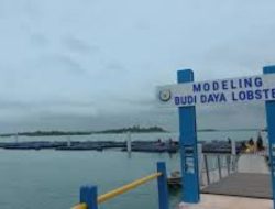 KKP Percepat Transformasi Budidaya Lobster, Batam Jadi Model Utama