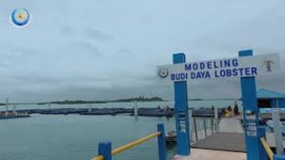 KKP Percepat Transformasi Budidaya Lobster, Batam Jadi Model Utama