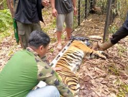 Harimau Sumatera Terkam Pekerja hingga Tewas di Pelalawan, BBKSDA Riau Berhasil Menjeratnya