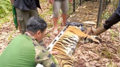 Harimau Sumatera Terkam Pekerja hingga Tewas di Pelalawan, BBKSDA Riau Berhasil Menjeratnya