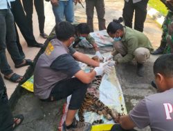 Tragis! Harimau Sumatera Terjerat di Rokan Hulu, Dibunuh dan Dikuliti oleh Enam Pelaku