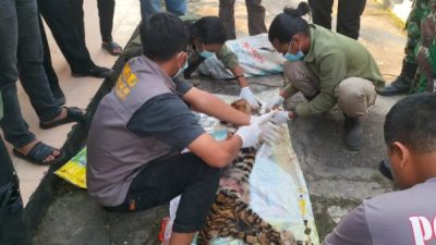 Tragis! Harimau Sumatera Terjerat di Rokan Hulu, Dibunuh dan Dikuliti oleh Enam Pelaku